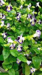 Hạt giống Hoa Păng Xê Nhiều Màu Rd 821 (003g~40 hạt) hoa Pansy nhiều màu cây cao 15-20 cm