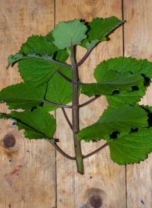 MM -  Plecthrantus Zeylanicus stem cutting/ Keratan batang pokok mangun