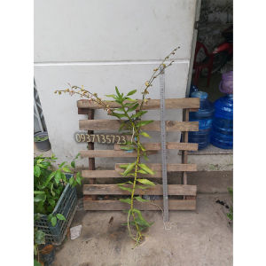 [HCM]CÂY LAN BÒ CẠP RẰN - CÂY CÓ 2 VÒI HOA