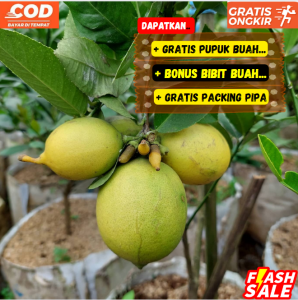 Pohon Jeruk Lemon California Bibit Super Unggul Sangat Cepat Berbuah