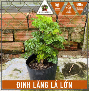 Cây Đinh Lăng Lá Lơn - Chiều cao tổng tầm 20-30 cm - Chịu nắng tốt!