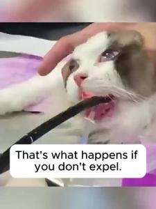 Clear Chicken Cat Grass Sticks 鸡肉猫草棒 (60 Pcs/300g)