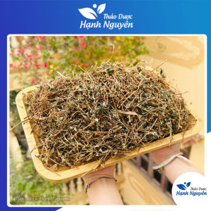 Cây bọ mắm 100g cây dòi thân tím thanh nhiệt trừ ho giảm đau họng bổ phổi