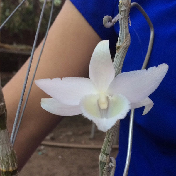 Phi điệp 5CT Thực Hà, hoa cực đẹp, trắng tinh khiết, tách ki thân mẹ giá rẻ