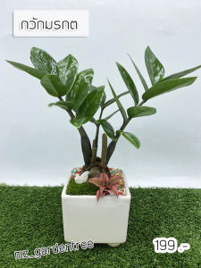 [[ต้นไม้จริง]] สวนถาดไม้มงคล กวักมรกต **ต้นไม้คัดฟอร์มสวยทุกต้น**
