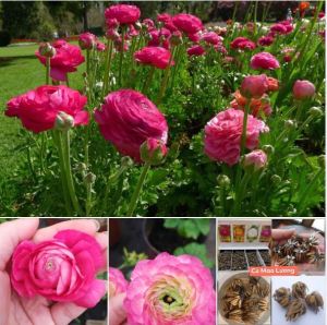 Củ hoa hồng mao lương màu hồng - 1 củ kèm viên nén sơ dừa ươm củ