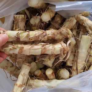 ท่อนพันธุ์หญ้าหวานสำหรับปลูก100 ท่อนหญ้าหวานอิสราเอล ท่อนหญ้าหวาน หญ้าหวานมีโปรตีนสูงถึง 20% ปลูกหญ้าเลี้ยงสัตว์กินพืช