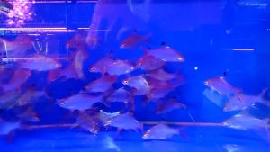 IKAN LAMPAN EMAS/ORENGE/EKOR 2LINE /金,橙,黑旗泰國鯽