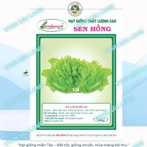 hạt giống Xà Lách sh115 cây tốt lá màu mỡ gà ăn giòn ngon 10gr