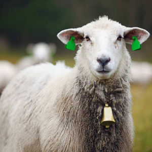 songduanshi Cow Horse Sheep Grazing Copper Bell Large Thickened Cattle Sheep Animal Bell