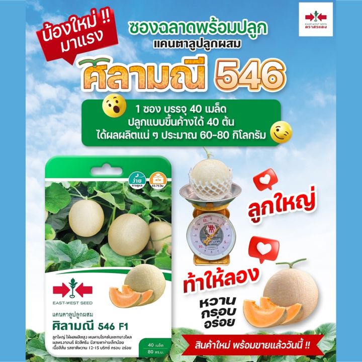 เมล็ดแคนตาลูป ศิลามณี 546 F1 ตราศรแดง เนื้อส้ม หวาน กรอบ