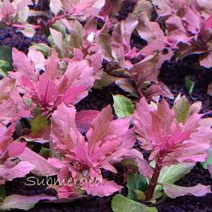 Hygrophila difformis sp Red/印度水罗兰 /Aquatic Plants//Tumbuhan Akuatik