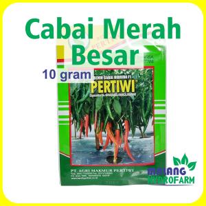 Benih Cabai Merah Besar Pertiwi 10 gram Benih Pertiwi dataran menengah tinggi unggul bibit biji sayur pilar f1 cabe hydroponik hidroponik