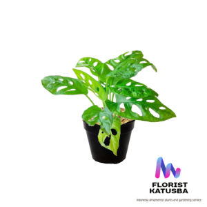 tanaman hias daun monstera kecil tanaman janda bolong