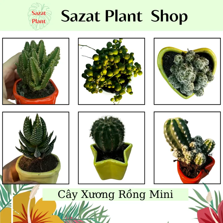 Cây xương rồng Echino, TRứng Chim, Giọt Nước, cao 5-8cm cây, cây tiểu ...