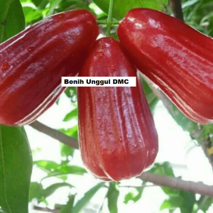 Bibit Jambu Air Madu Merah super okulasi