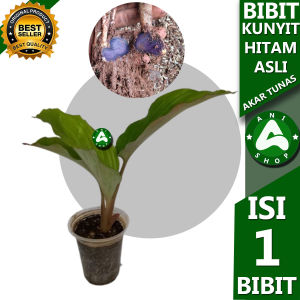BIBIT KUNYIT HITAM ASLI ORIGINAL bukan temu ireng lokal kafah store