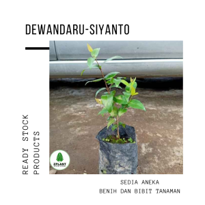 bibit pohon dewandaru-siyanto