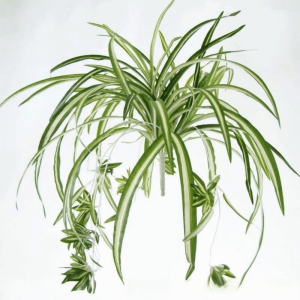 XIJIBAN Green Artificial Plants Simulated Turtle Leaf Chlorophytum Style Artificial Faux Plants  Decorative Wall Hanging Plant Wedding Decoration