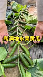 Fruit cucumbers that grow all over the ground without supports suitable for year-round planting in courtyard balconies as potted cucumbers and vegetables
