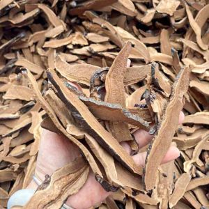 黑灵芝เห็ดหลินจือดำ ต้มน้ำดื่มล้างสารพิษ แก้ภูมิแพ้ได้ รสชาติไม่ขม