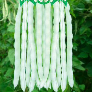 เมล็ดถั่วขาวเมล็ดถั่วเมล็ดฟักทองเมล็ดถั่วฝักยาวเมล็ดถั่วสายพันธุ์ถั่วสายพันธุ์ถั่วสายพันธุ์ถั่ว