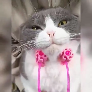 Pet Cat Body Enhances Circulations Roller Kitten Floating Hair Massage Brush Small Dogs Grooming Supplies