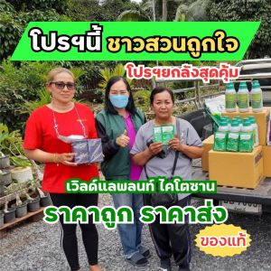 โปรยกลัง ปุ๋ยทุเรียน เวิลด์แพลนท์ ไคโตซาน World Plant Chitosan + สารเพิ่มประสิทธิภาพ คู่หูมหัศจรรย์ ของแท้100%