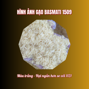 [Siêu Sale Tết] Gạo Basmati Ấn Độ Túi 5Kg Sức Khỏe Xanh – Hạt Dài Thơm ngon – Ăn Healthy Hỗ Trợ Kiểm Soát Đường Huyết