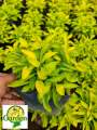 True Yellow Alternanthera with FREE garden soil (Real Plant, Indoor Plant and Limited Stock) - Plants for Sale. 