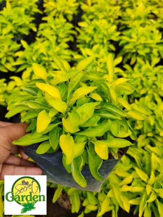 True Yellow Alternanthera with FREE garden soil (Real Plant, Indoor Plant and Limited Stock) - Plants for Sale
