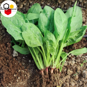 GREEN SPINACH SEEDS / (200 seeds)AMARANTH SEEDS