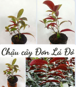 Chậu đơn lá đỏ -Vườn Minh Khương