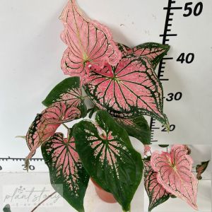 Caladium Promotions caladium Bushy Thai Beauty
