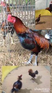 ไข่เชื้อ พม่าเปรู เจ้าแบลคมาติน พ่อพันธุ์เปรู100 สายพันฟิลิปปินส์เหมากับการพัฒนาไก่ชนบ้านเรา