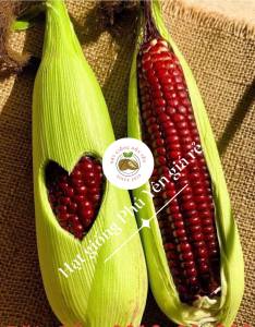 Hạt giống bắp nữ hoàng đỏ NOVA 500 hạt