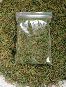 Teh Daun Pinus Bubuk: Manfaat Kesehatan & Minuman Sehat Untuk Diet