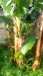 bibit pisang lampeneng super unggul cepat panen