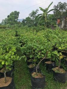 Bibit tanaman pohon blimbing sudah berbuah | pohon belimbing bangkok sudah berbuah tinggi 1meter