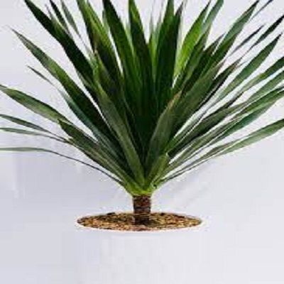 ph%C3%A1t%20t%C3%A0i%20n%C3%BAi%201%20th%C3%A2n%20%C4%91%E1%BA%B9p%20-%20Image%203