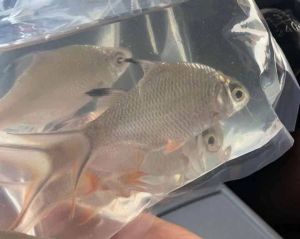 Lampang Ikan Hiasan Akuarium LIve Fish Aquarium