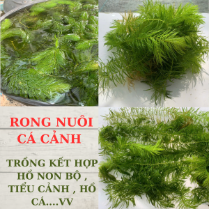 Rong đuôi chồn Rong thả bể thủy sinh dễ sống siêu đẹp. 1 túi lớn.