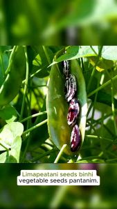 Lima Patani 10 seeds for planting. Green pea pods and multicolored beans