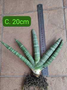 Sansevieria Cylindrica  Snake Plant .OFFER Buy big free small