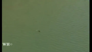 3D Mồi Câu Cá mềm silicon mồi đôi cánh quạt nổi ếch bơi mồi cho nước ngọt và nước mặn