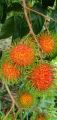 POKOK RAMBUTAN JARUM MAS. 