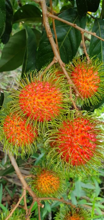 POKOK%20RAMBUTAN%20JARUM%20MAS%20-%20Image%202