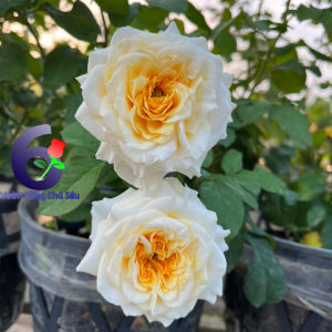 hoa hồng trắng vàng beatrice hồng ngoại hồng bụi thân lùn nguyên bản