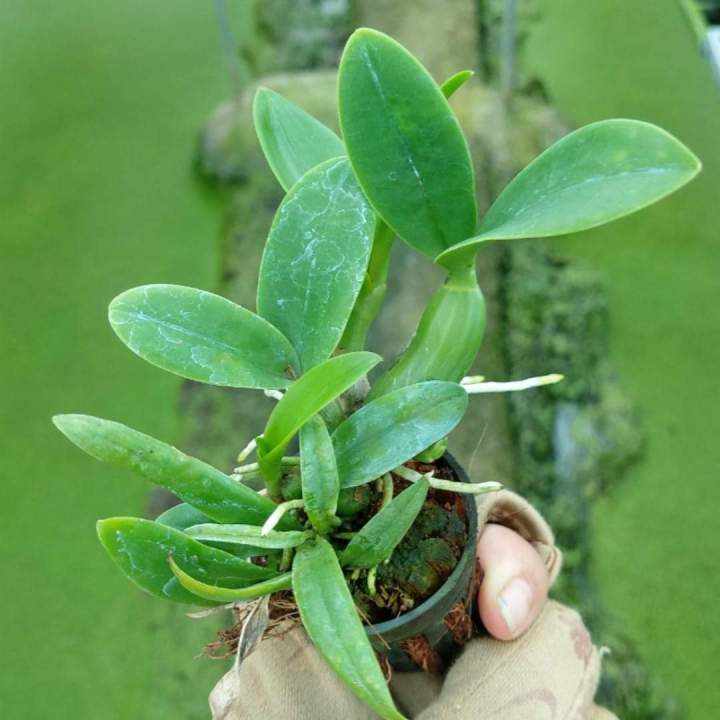 Hoa%20lan%20%E1%BB%91ng%20%C4%91i%E1%BA%BFu%20-%20Image%206