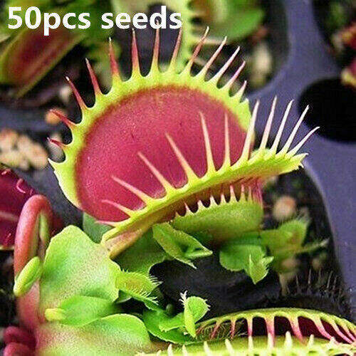 50pcs Funny Plant Venus Flytrap Fly Trap (Dionaea Muscipula